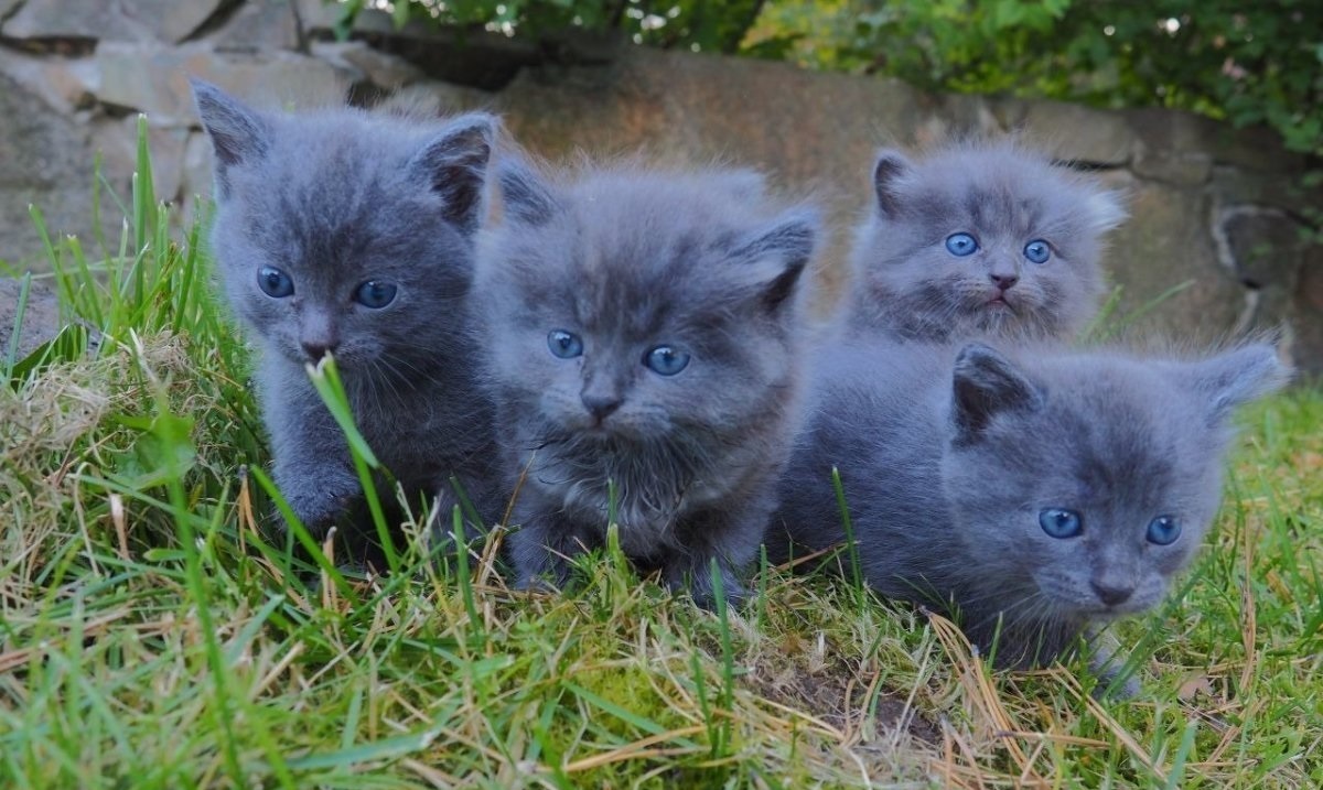 10 самых известных аборигенных пород кошек россии