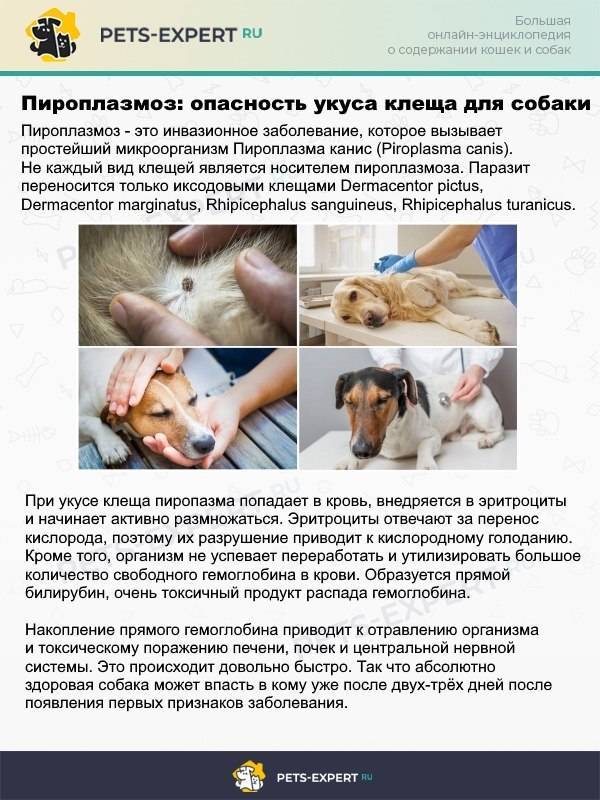 Клещи у собаки: что делать после укуса, как вытащить? симптомы, признаки и лечение пироплазмоза