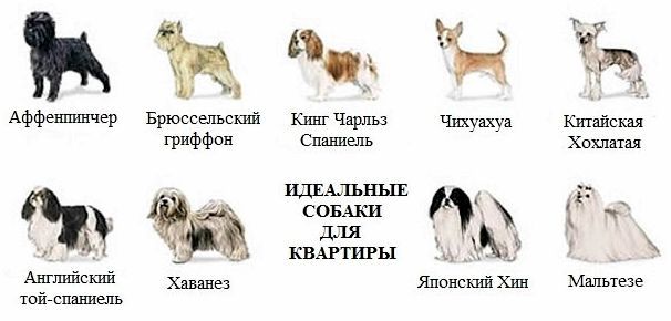Лучшие породы собак для детей и квартиры с описанием и фото