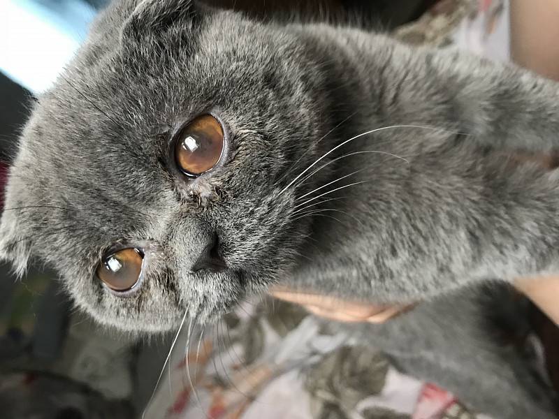 Что делать в случаях слезотечения из глаз у котенка