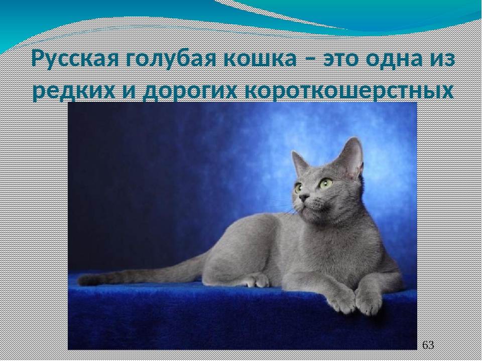 Русские голубые кошки - фото и описание (характер, уход и кормление)