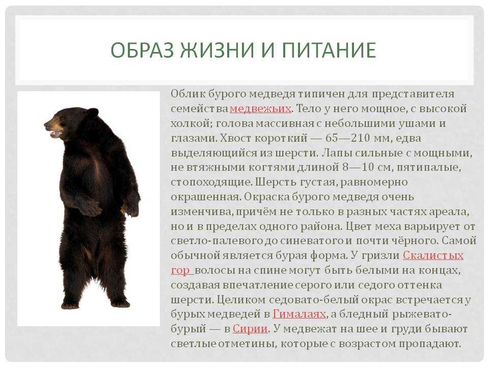 Бурый медведь | животный мир россии
