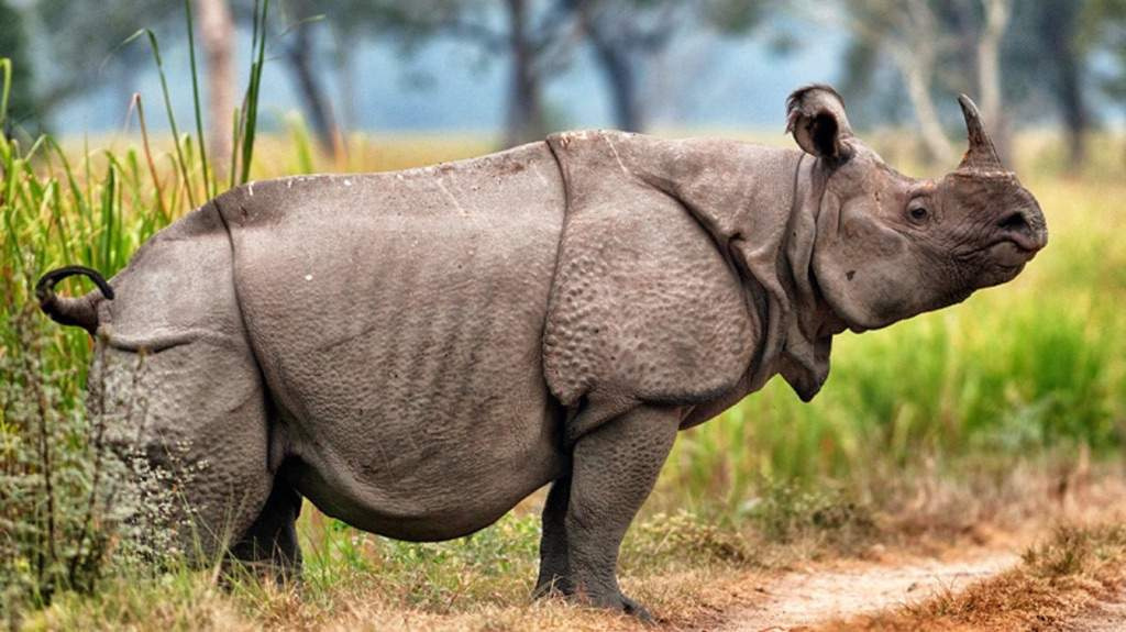 Яванский носорог - фото и описание, где живет, чем питается
