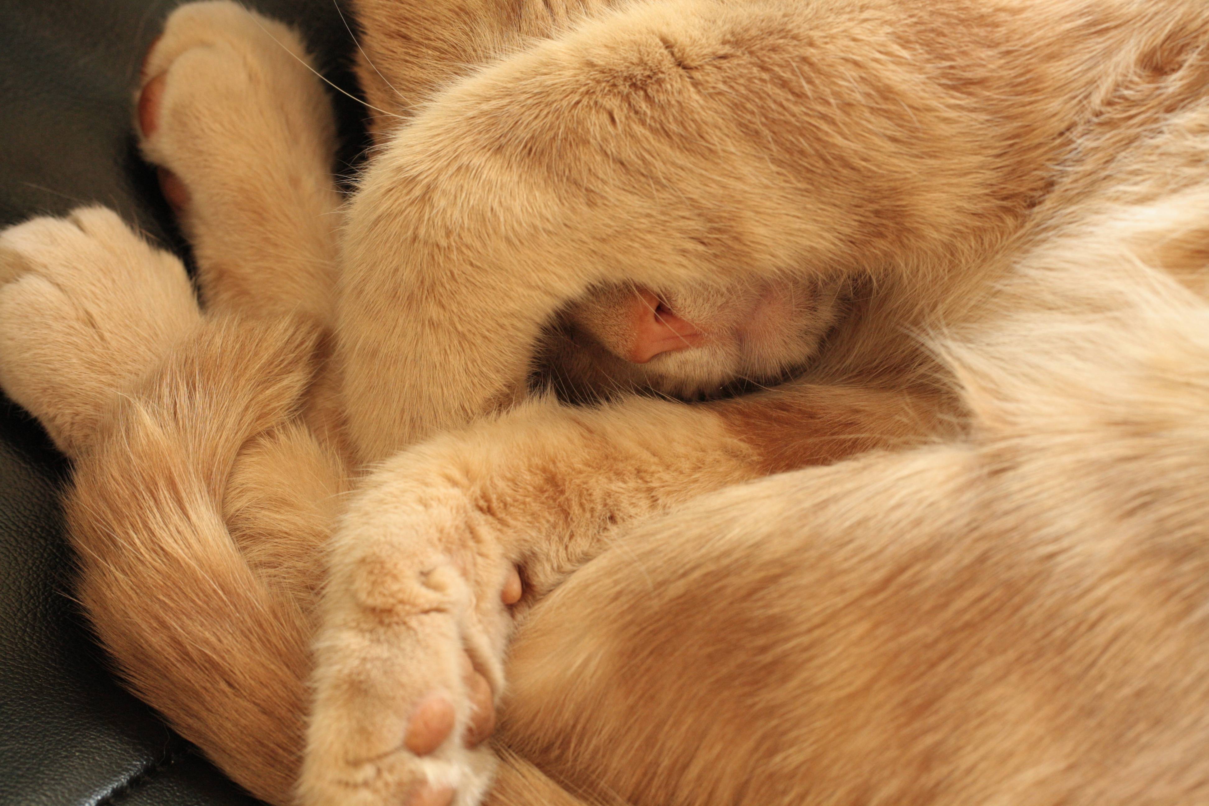 Почему кошки топчут лапками одеяло? | petguru | дзен