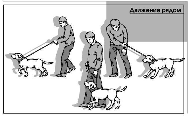 Команда «рядом!» для собак: обучение и отработка