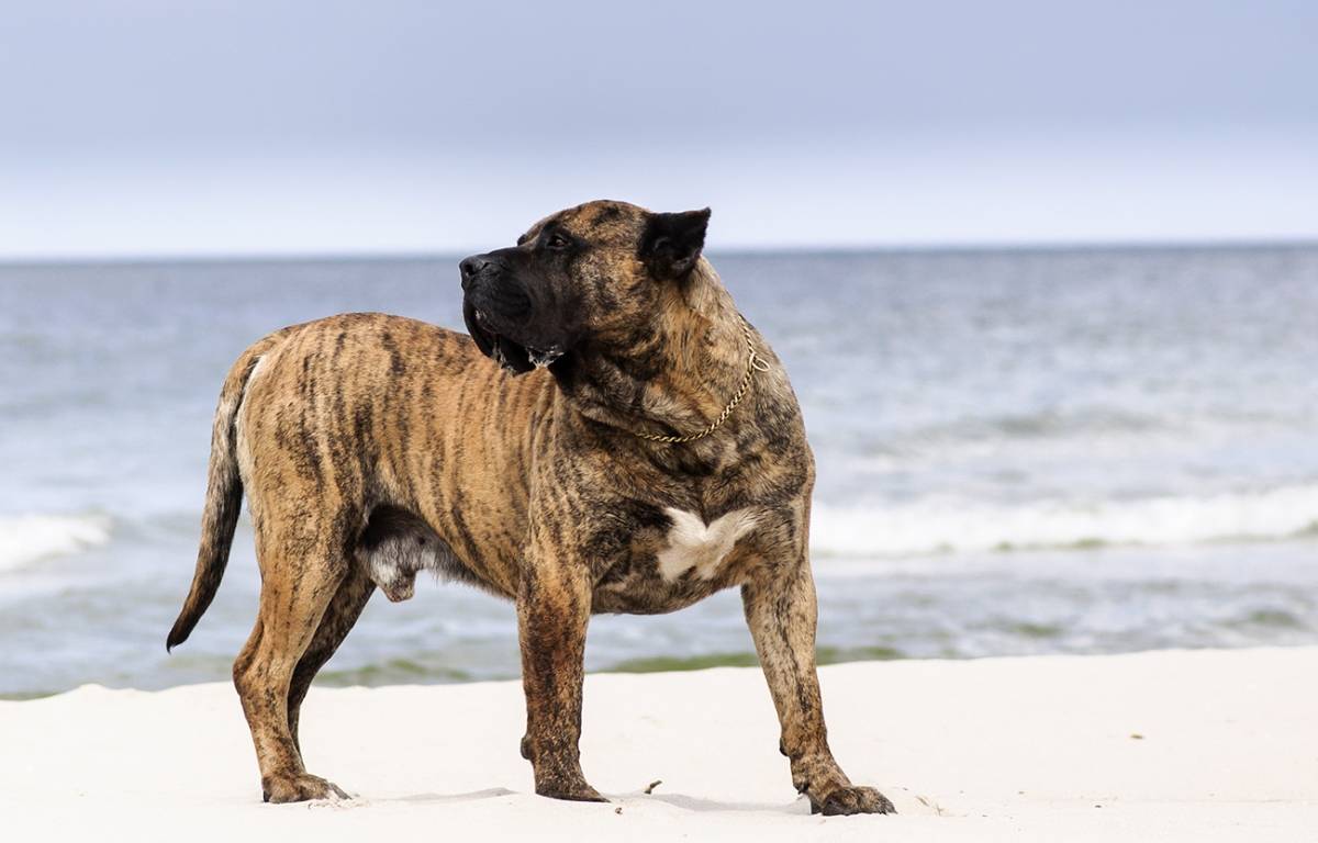 Как выглядят канарские доги: особенности внешности и характера породы собак