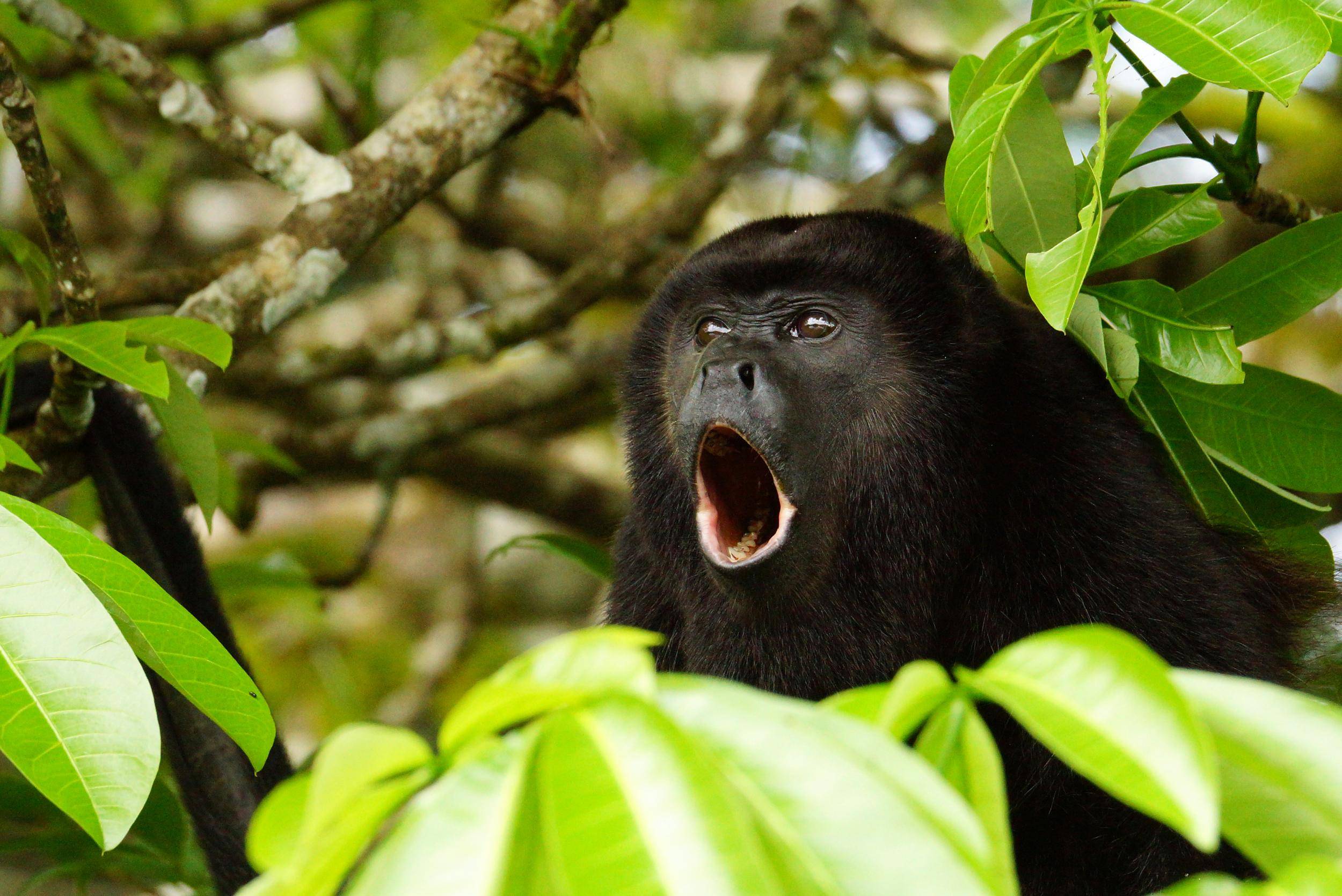 Рыжий ревун — оглушительный примат. обезьяна-ревун: описание приматов и значение их криков ревун животное