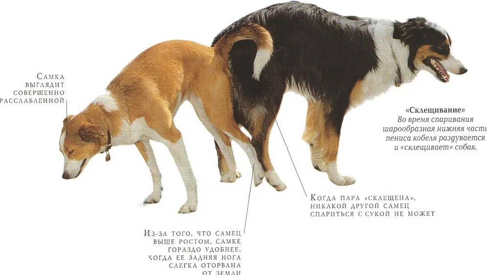 Беспокойное поведение собаки: причины и методы устранения