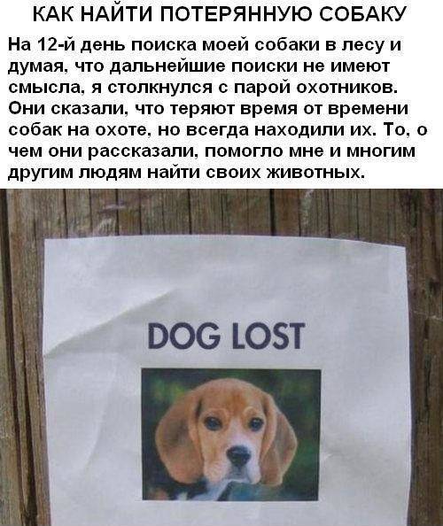Как найти собаку, если она убежала