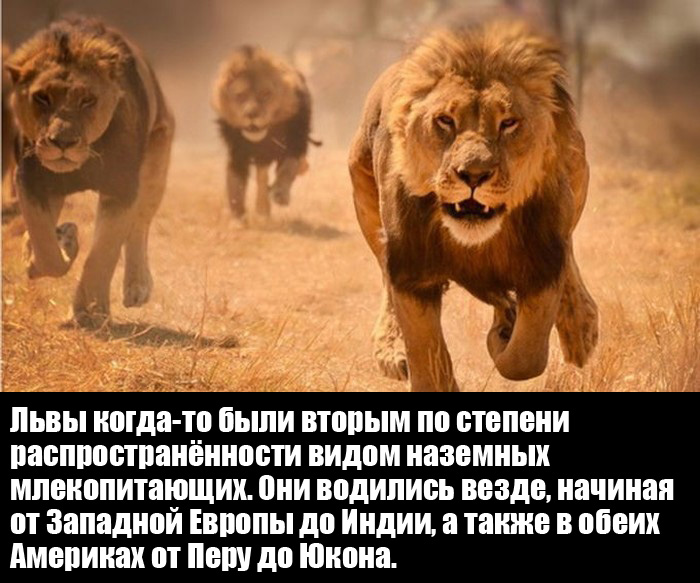 Львы — интересные факты