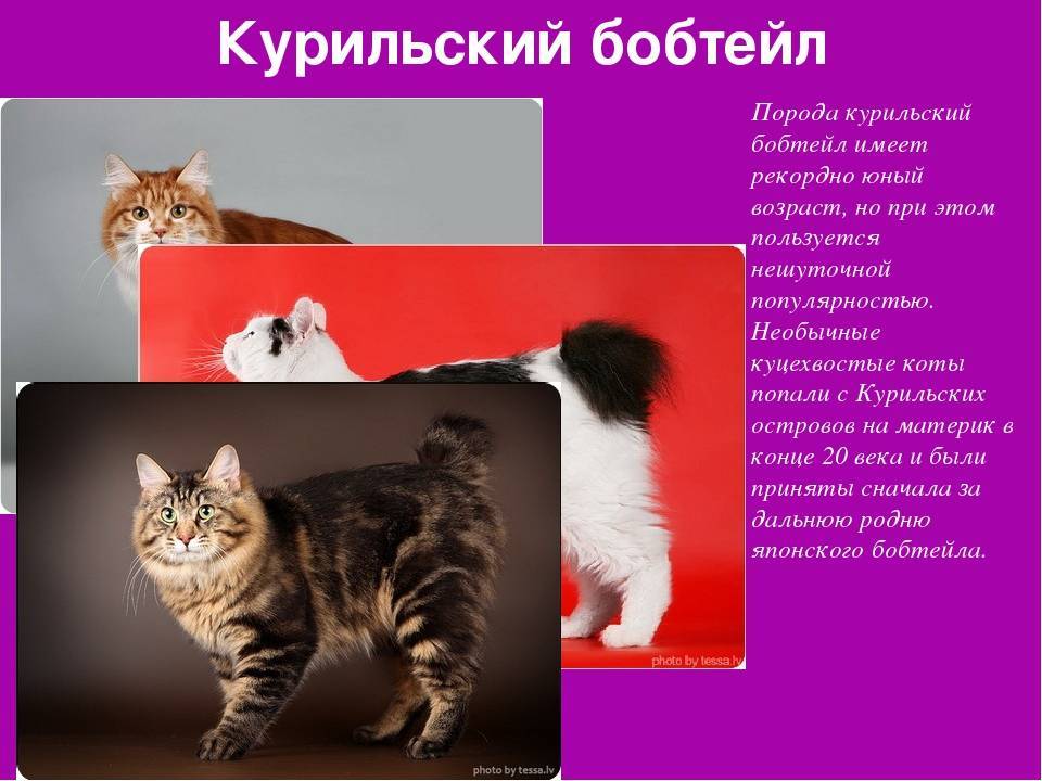 Курильский бобтейл: описание породы, стандарты, характер, окрасы, фото кошки, отзывы владельцев и сколько живут?