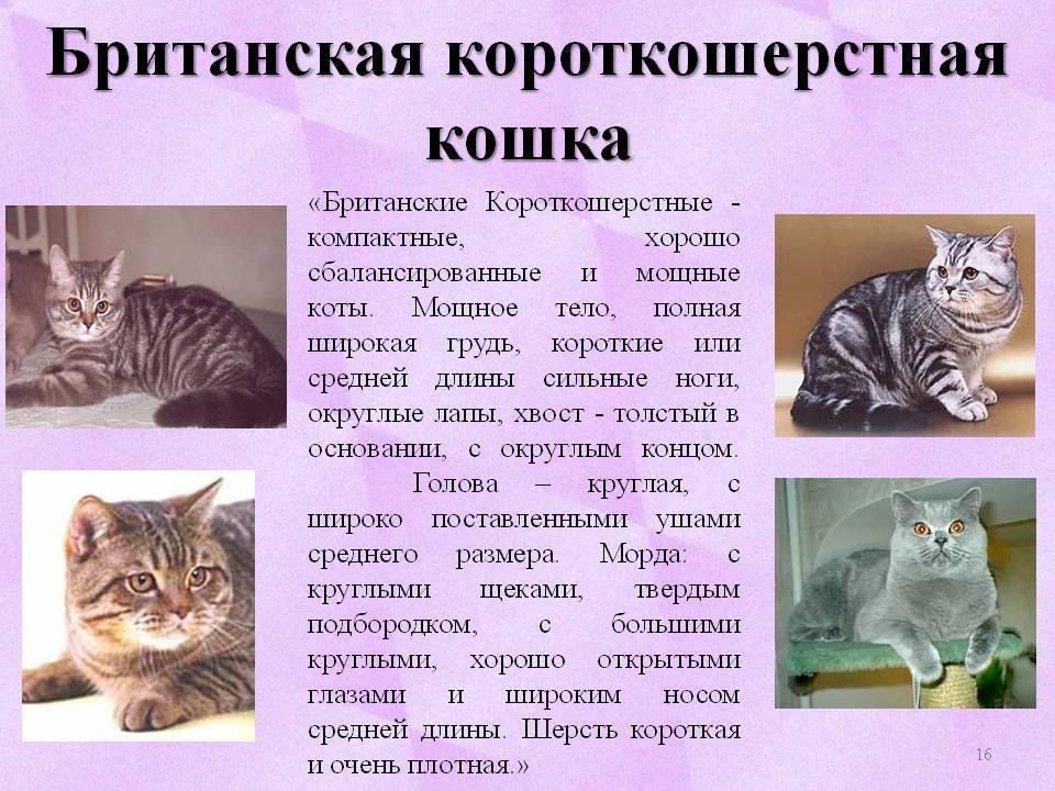 Британские кошки: разновидность породы, секреты популярности - мир кошек