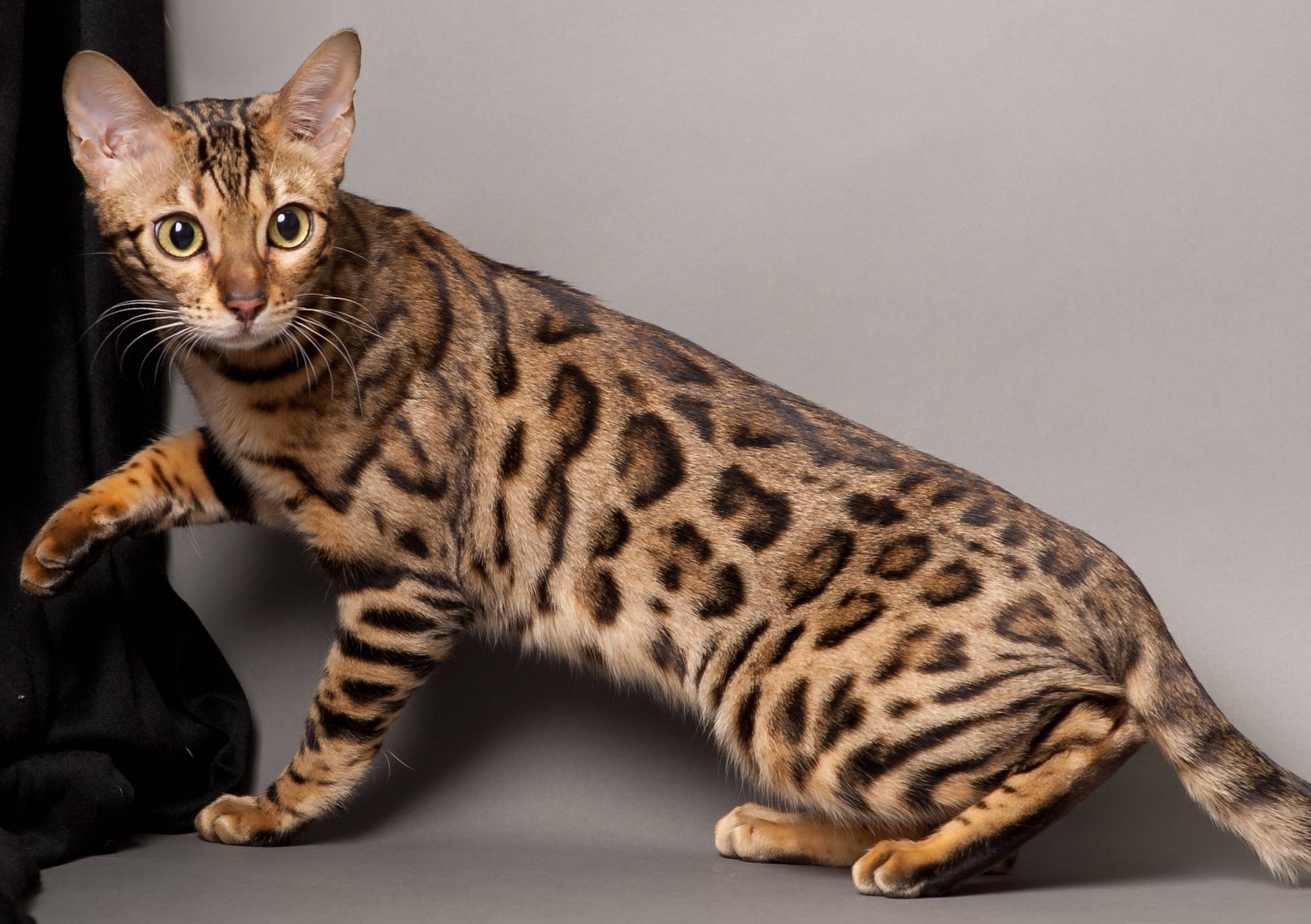 Самые редкие породы кошек на планете