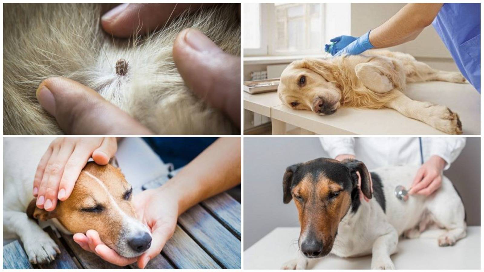 Подкожный клещ у собак: виды, признаки и лечение | ваши питомцы