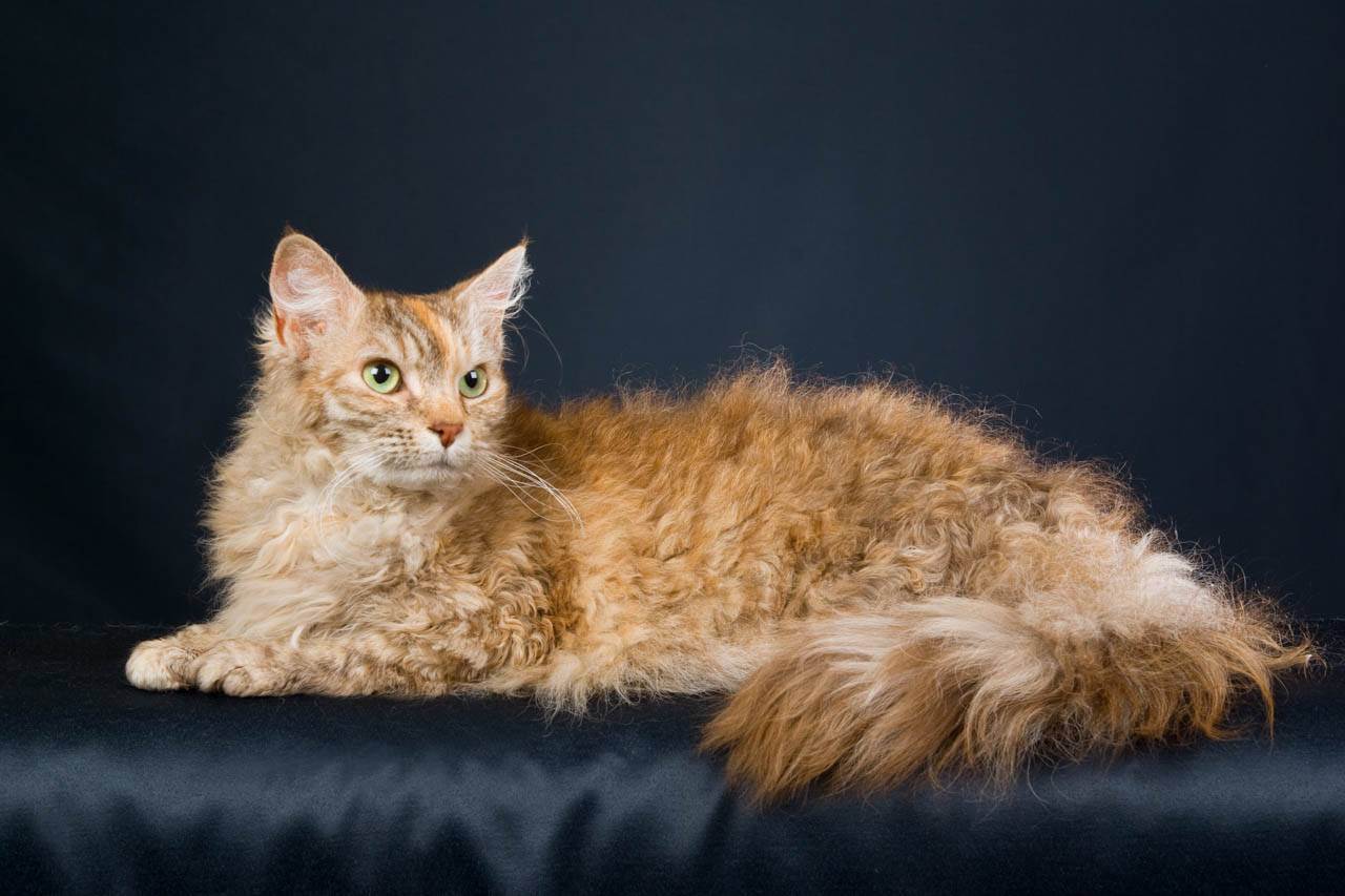 Лаперм: описание породы, фото кошки, особенности, характер, уход и питание
