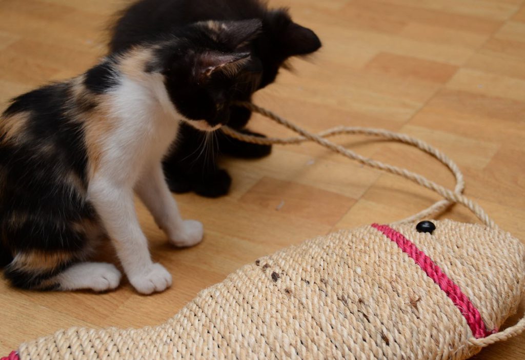 Как приучить взрослую кошку к когтеточке: быстро и просто