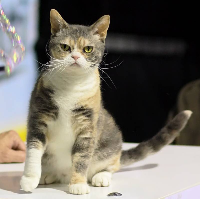 Американская жесткошерстная кошка: описание, характер, уход, фото