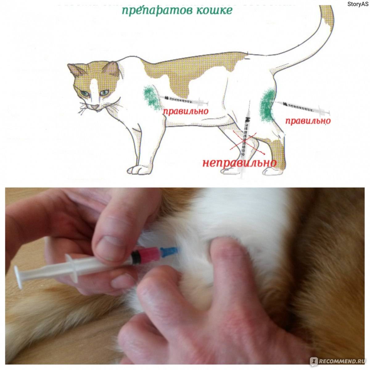 Как сделать укол кошке: подкожный (в холку), внутримышечный. видеоинструкции и советы начинающим