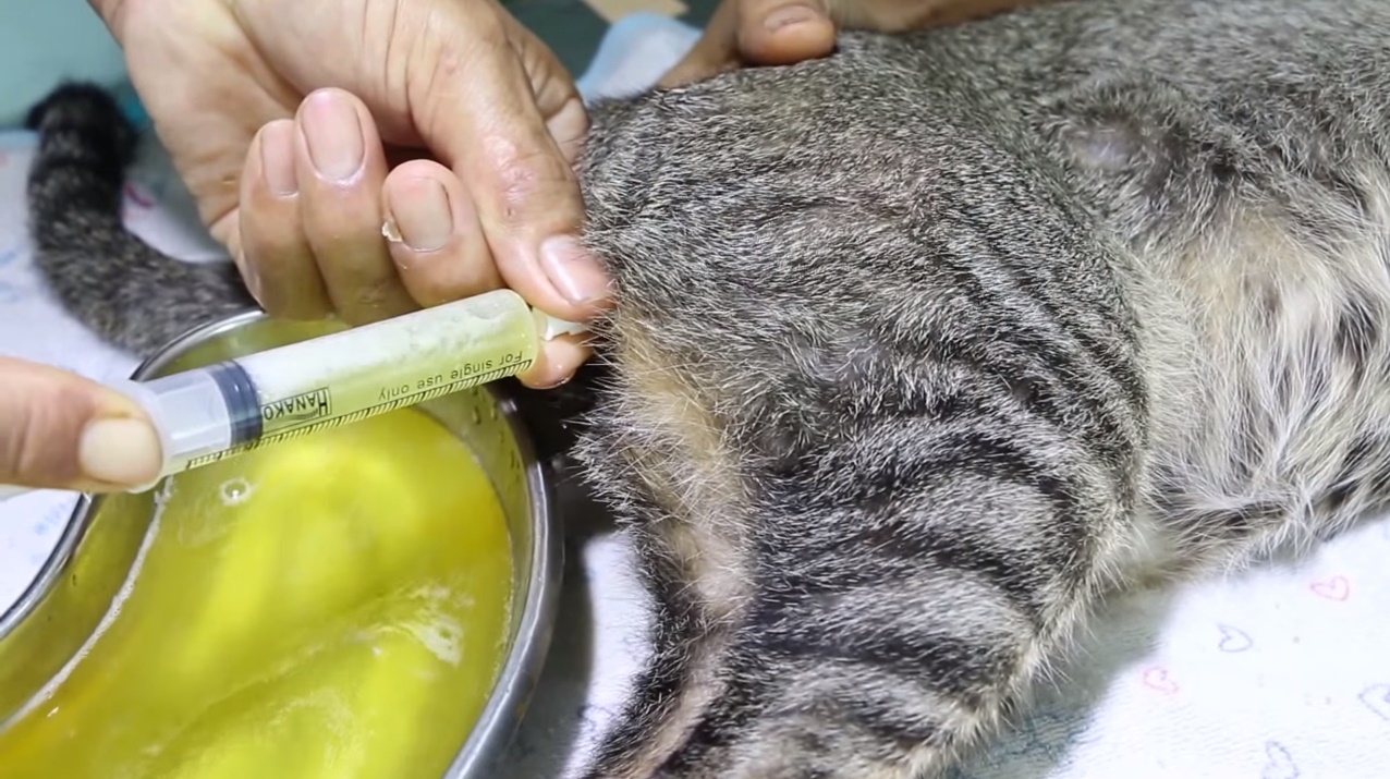 Асцит у кошек — описание лучших способов лечения водянки для взрослых кошек и котят