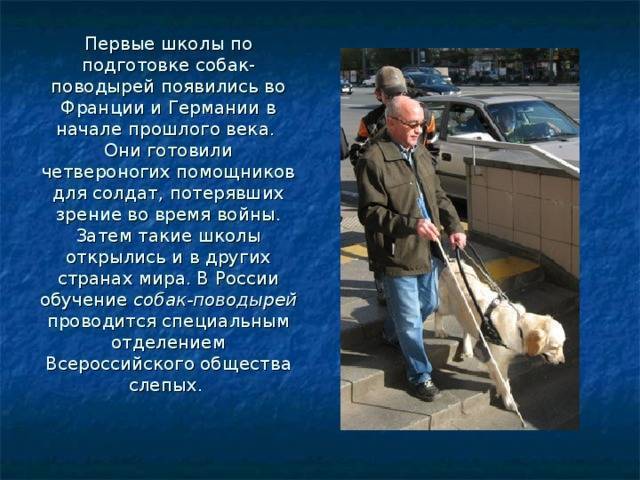 Собака-поводырь: лучшие породы-помощники с названиями и фото