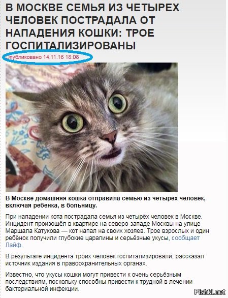 Укусила кошка, опухла рука: чем лечить в домашних условиях, осложнения