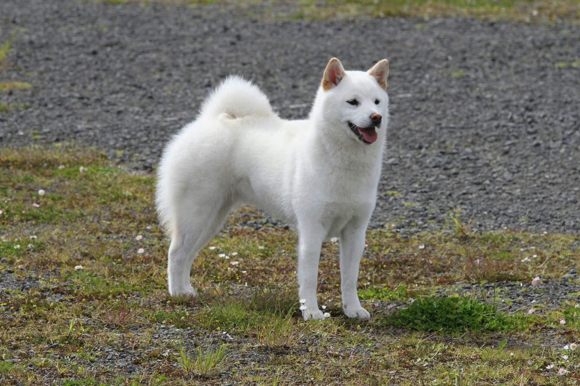 Айну: описание породы хоккайдская собака