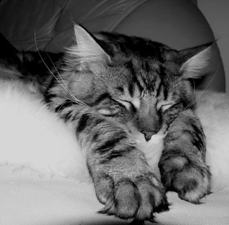 Серый кот кошка сон. Серая кошка во сне для женщины. К чему снятся кошки девушке. Кошка с котенком во сне для женщины. Сонник серая кошка
