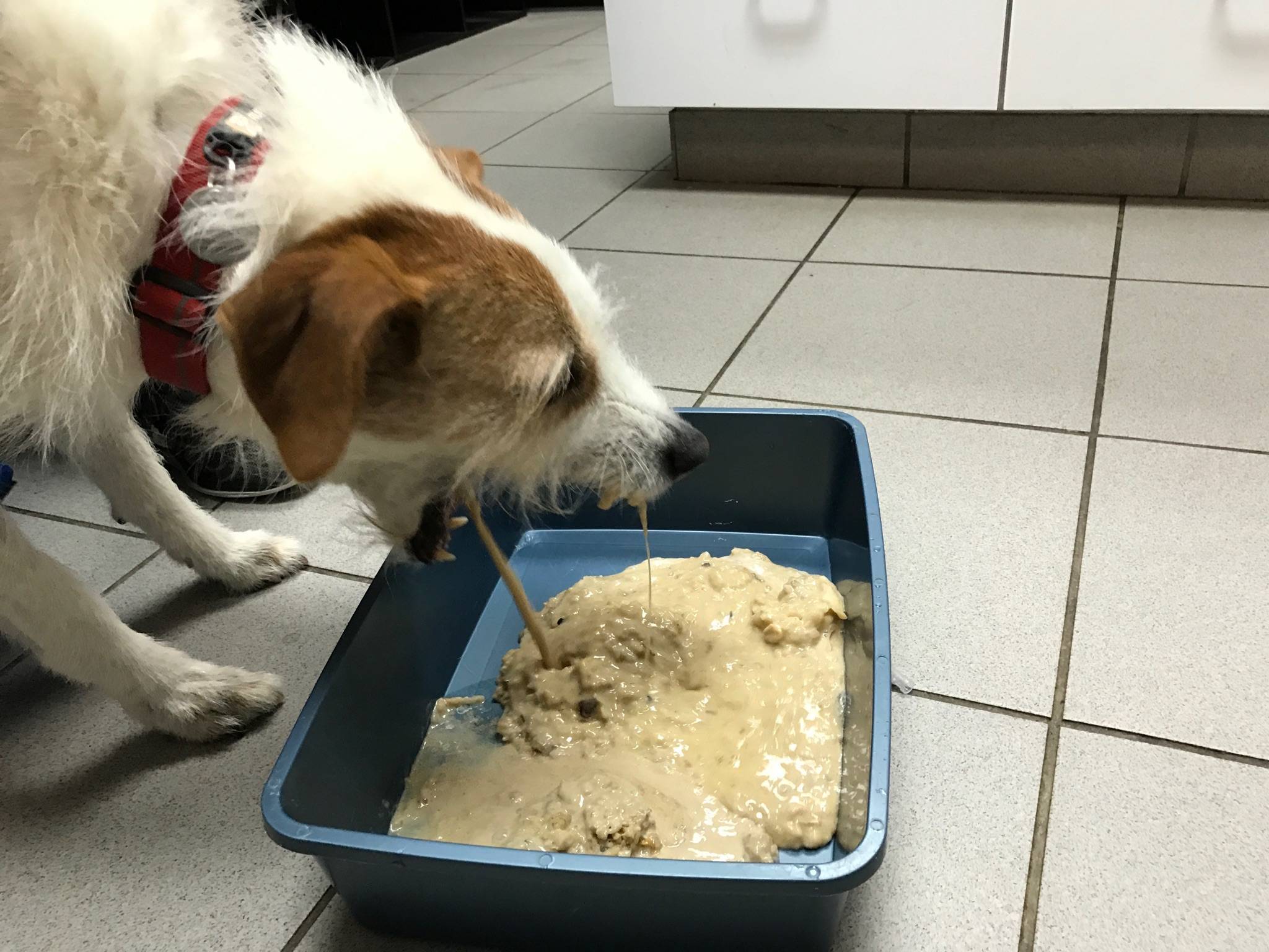 Собаку рвет белой пеной: лечение при рвоте, что делать если вырвало прозрачной слизью и ничего не ест, причины тошноты, почему срыгивает