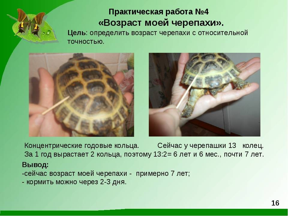 Сколько лет живут черепахи (морские)? | mnogoli.ru