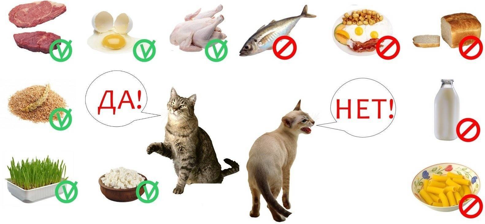Почему котам нельзя есть рыбу и рыбные продукты?