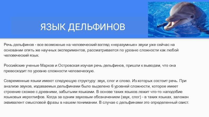 Дельфины – не рыбы и другие интересные факты об этих китообразных - яблык: технологии, природа, человек