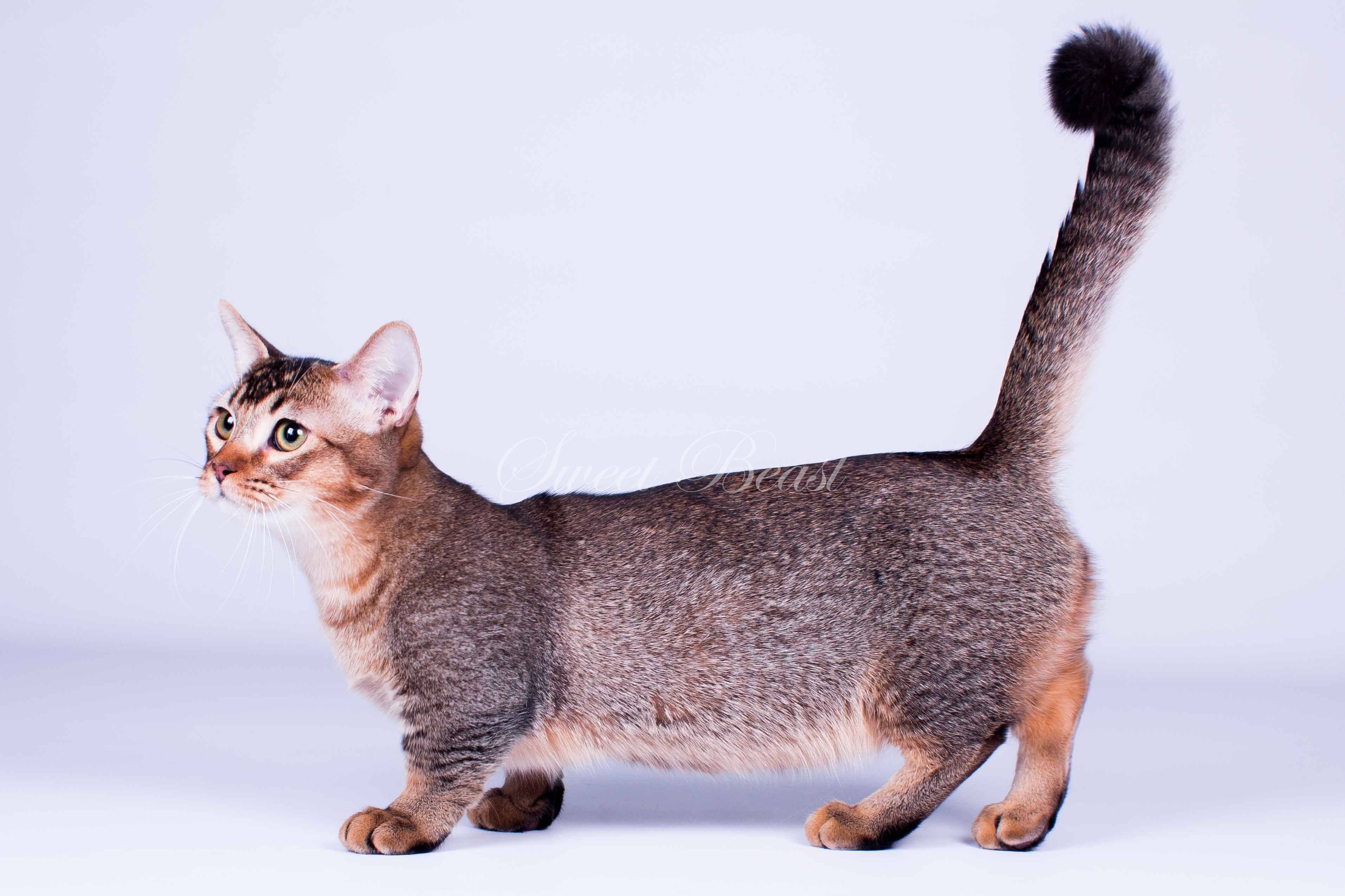 Породы кошек с короткими лапами с названиями и фото