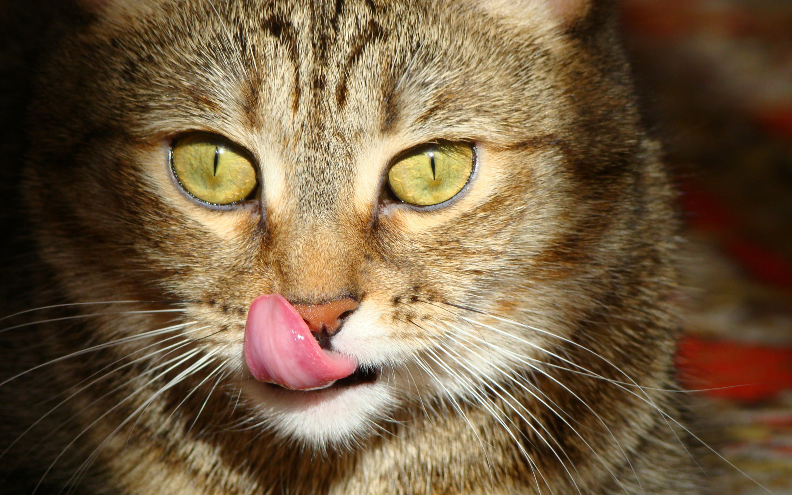 Высунула язык и тяжело дышит. Кошка облизывается. Кот с высунутым языком. Кошечка с языком.