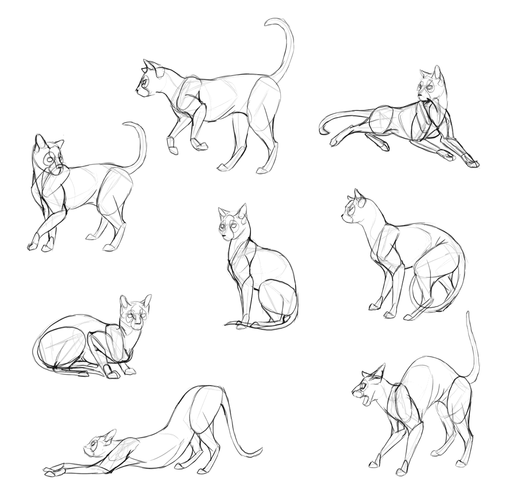 Как нарисовать кошку - пошаговый урок для начинающих