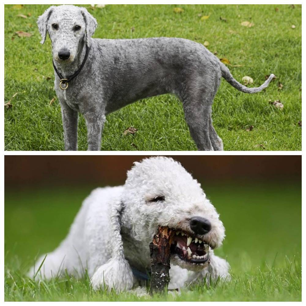 Порода собак бедлингтон терьер: фото, видео, описание породы и характер