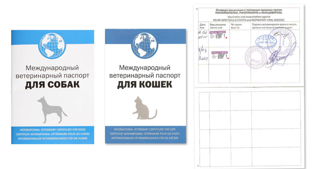 Как самостоятельно сделать паспорт кошке?