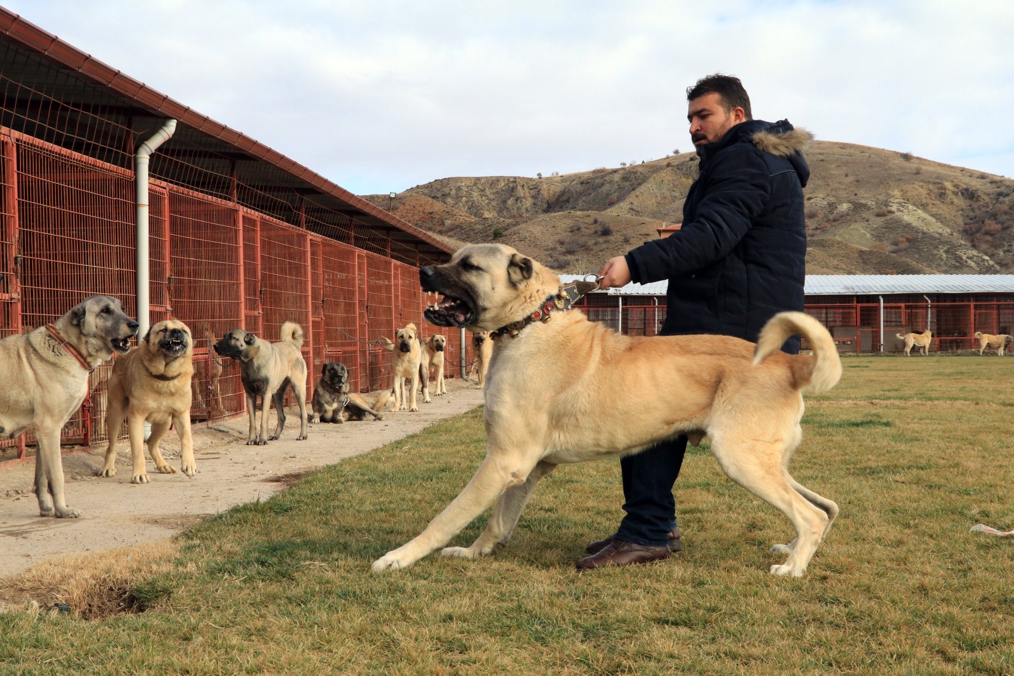 Описание турецких кангалов: особенности собак волкодавов, отличия от алабая
