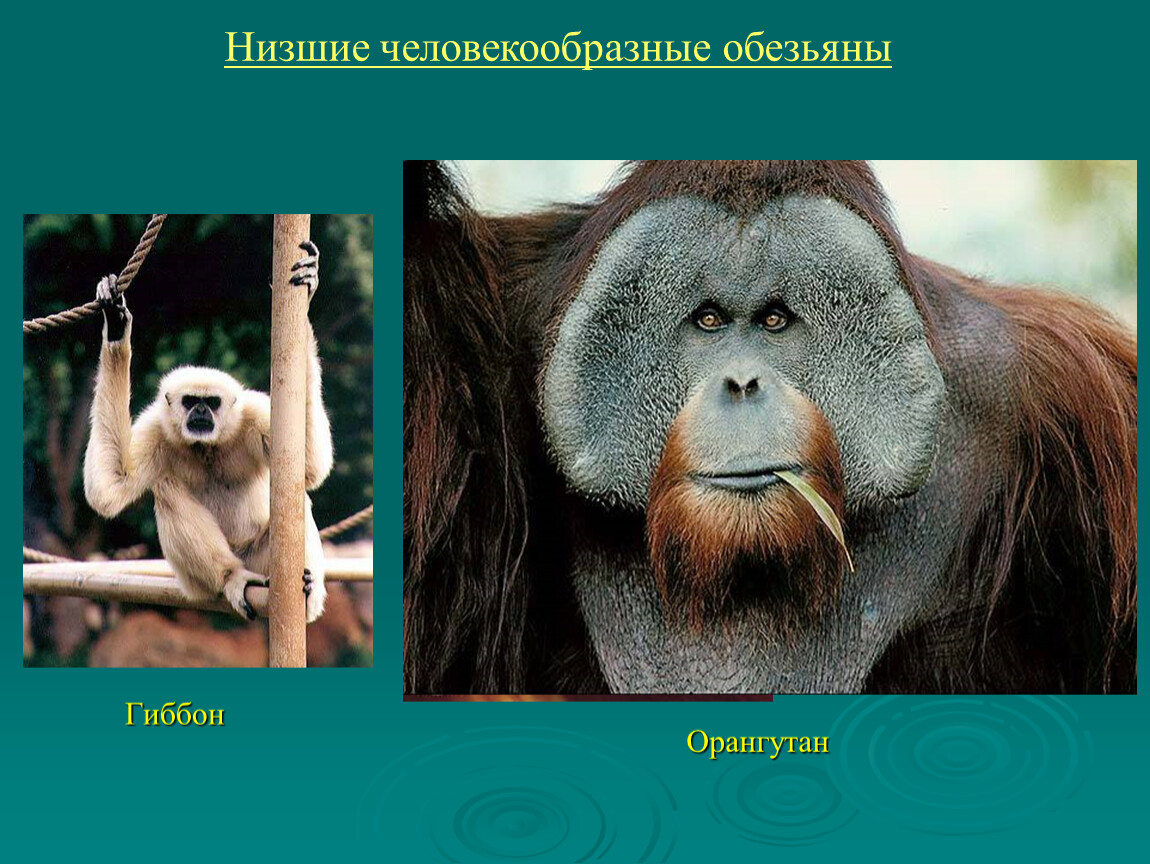 Гиббоны | энциклопедия животных