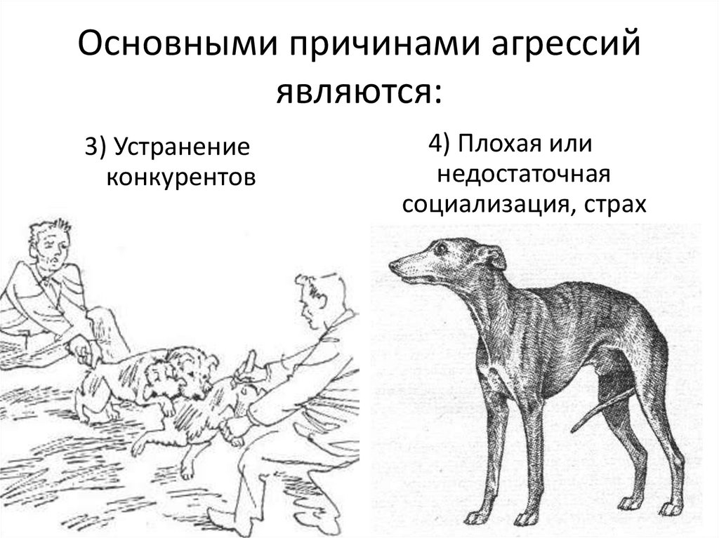 Депрессия у собак: питомец на грани нервного срыва | домашние животные