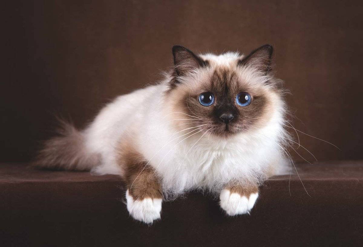 Бирманская кошка: описание породы, содержание, стоимость,