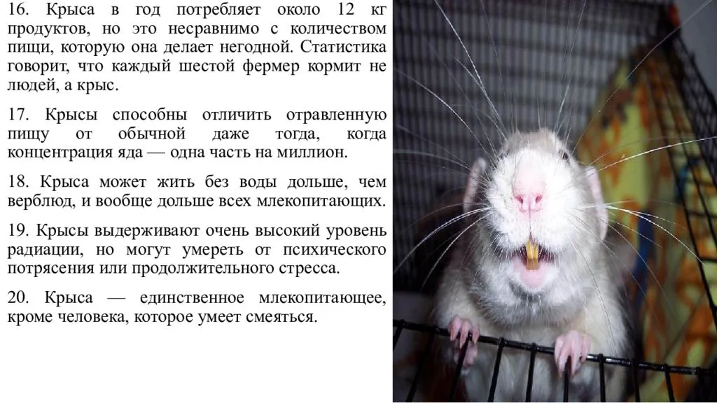 Что делать если крыса чихает как вылечить. почему крыса чихает? передаются ли болезни крыс человеку
