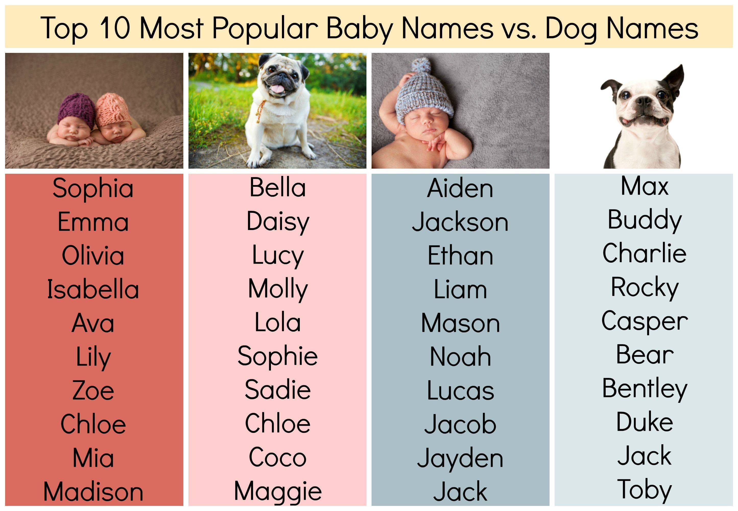 Как назвать щенка мальчика: современные клички для собак, красивые, прикольные и ласковые имена