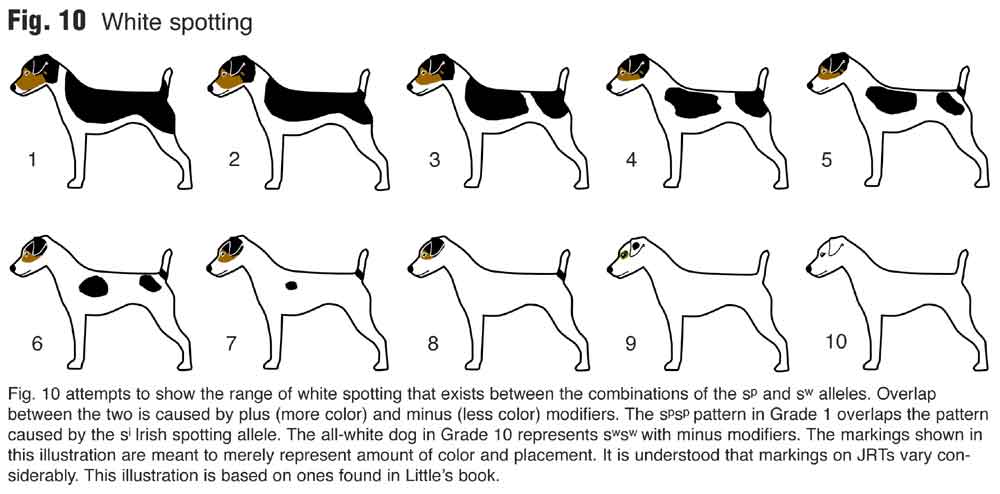 Черно-белый джек-рассел-терьер: фото собак, описание, особенности характера, плюсы и минусы, здоровье и продолжительность жизни
