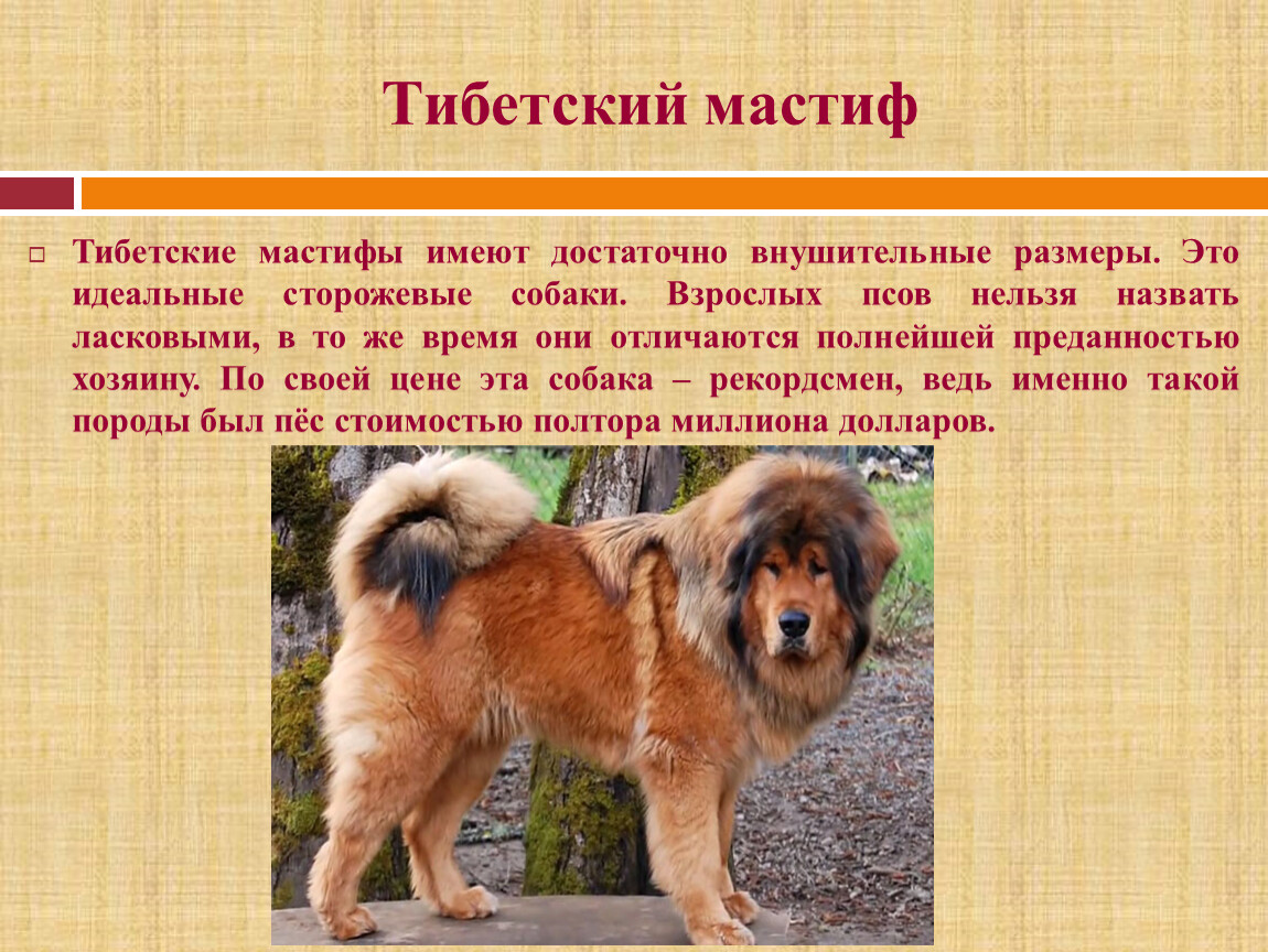 Тибетский мастиф — фото, характеристика породы собак, описание характера и особенности