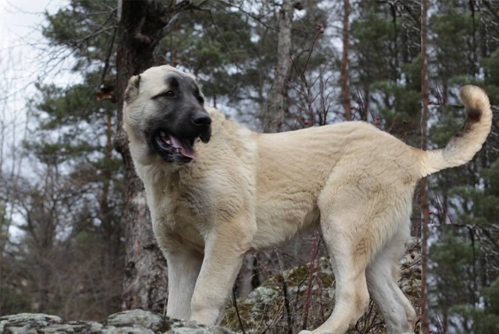 Гампр — армянский волкодав - фото собаки, описание, история, характер, дрессировка и уход | for-pet
