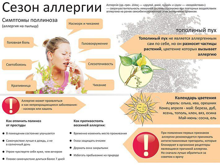 Аллергия на морскую свинку симптомы - семьянск.рф
