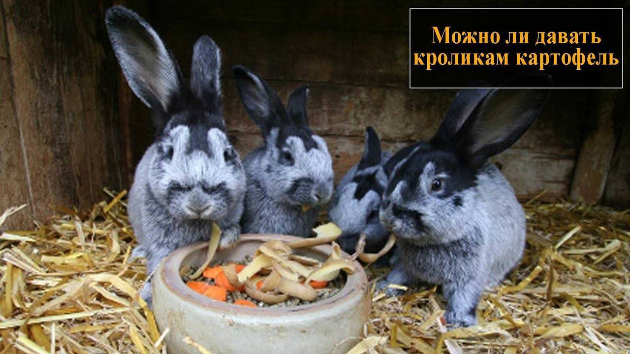 ✅ можно ли кормить кроликов картошкой (вареной, сырой): польза и вред, особенности рациона - tehnoyug.com