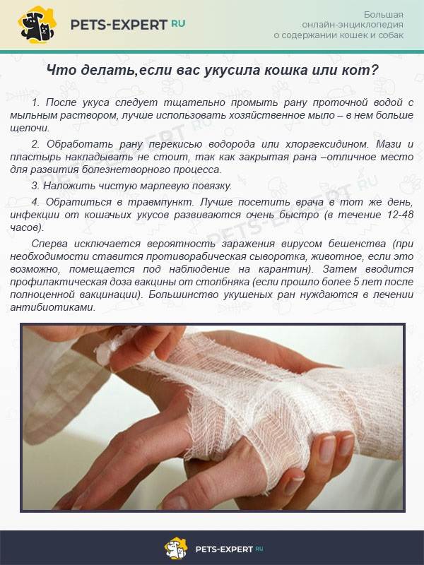 Укусила кошка: что делать после укуса кошки, лечение