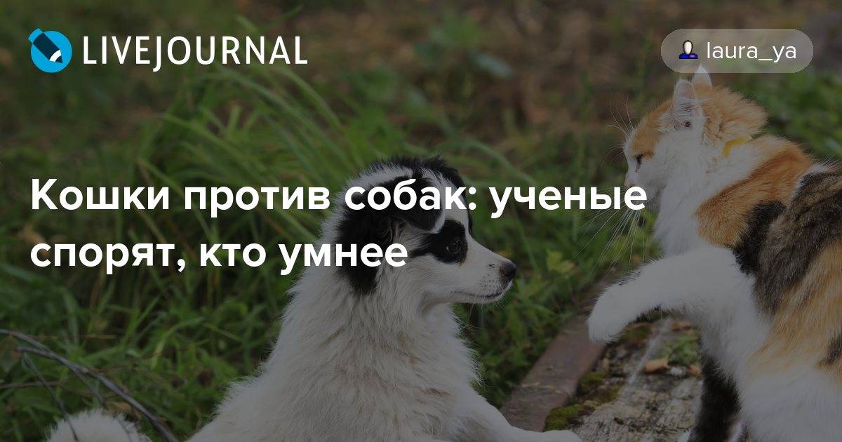 Умнее кошки или собаки: точку в споре «поставила» наука