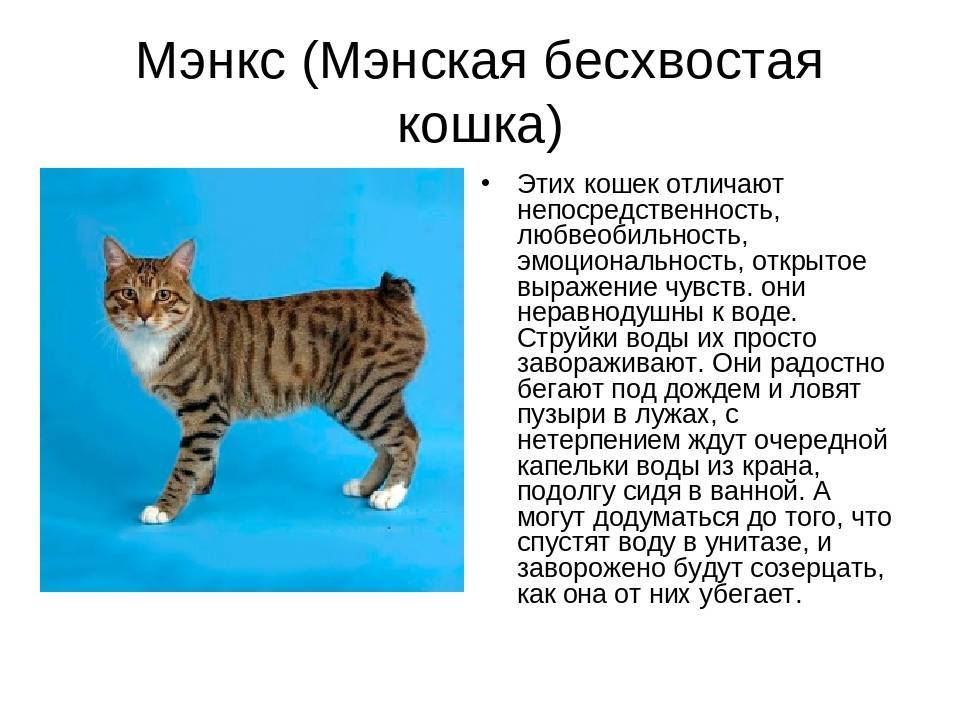 Бобтейлы-бесхвостые породы кошек, все виды с фото
